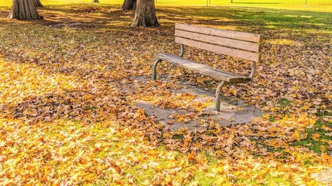 Un banco de madera en un parque lleno de hojas, al sol