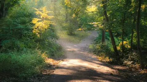 Un camino entre árboles con luz de mañana