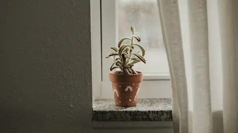 Una planta pequeña en el alféizar de una ventana